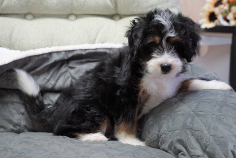 Mini Bernedoodle For Sale Millersburg, OH Male - Ollie