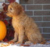 Medium F1B Goldendoodle For Sale Millersburg, OH Female- Keena