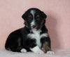 Australian Shepherd For Sale Baltic, OH Female- Misty