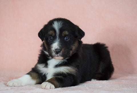 Australian Shepherd For Sale Baltic, OH Female- Misty