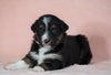 Australian Shepherd For Sale Baltic, OH Female- Misty