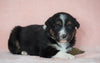 Australian Shepherd For Sale Baltic, OH Female- Misty