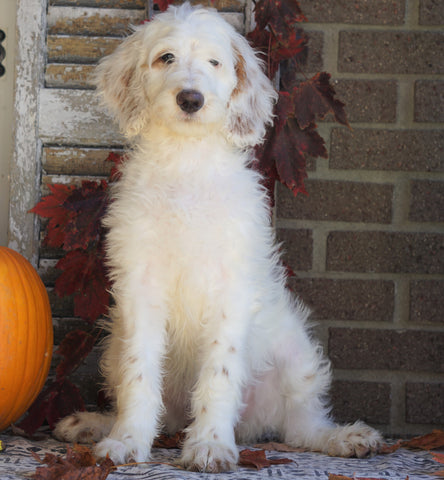 F1B Labradoodle For Sale Millersburg, OH Female- Twinkle