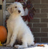 F1B Labradoodle For Sale Millersburg, OH Female- Twinkle