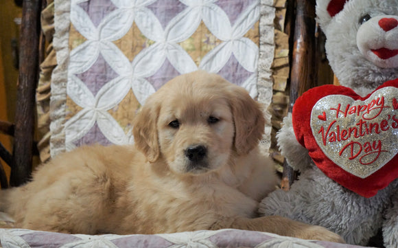 AKC Golden Retriever For Sale Fredericksburg, OH Male - Duke