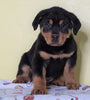 AKC Registered Rottweiler For Sale Sugarcreek, OH Male - Rambo