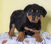 AKC Registered Rottweiler For Sale Sugarcreek, OH Male - Rambo