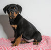 AKC Registered Rottweiler For Sale Sugarcreek, OH Female - Cece