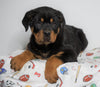 AKC Registered Rottweiler For Sale Sugarcreek, OH Male - Tucker