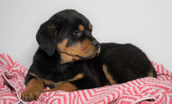 AKC Registered Rottweiler For Sale Sugarcreek, OH Female - Roxy