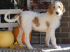 F1B Labradoodle For Sale Millersburg, OH Male- Theodore