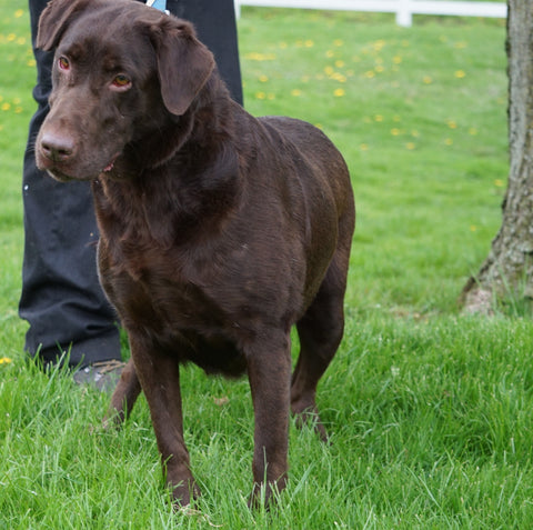 AKC Chocolate Labrador Retriever For Sale Sugarcreek, OH Female- Maggie
