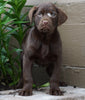 AKC Chocolate Labrador Retriever For Sale Sugarcreek, OH Female- Betzy