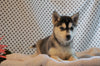 AKC Registered Siberian Husky For Sale Fredericksburg, OH Female- Dorothy
