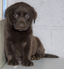 AKC Labrador Retriever For Sale Sugarcreek, OH Male - Tucker
