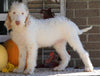 F1B Labradoodle For Sale Millersburg, OH Male- Toby