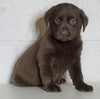 AKC Labrador Retriever For Sale Sugarcreek, OH Male - Tucker
