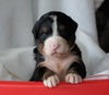 AKC Registered Bernese Mountain Dog For Sale Millersburg, OH Female- Callie