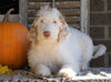 F1B Labradoodle For Sale Millersburg, OH Male- Toby