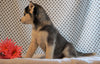 AKC Registered Siberian Husky For Sale Fredericksburg, OH Female- Dorothy