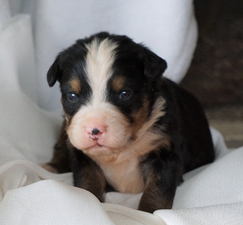 AKC Registered Bernese Mountain Dog For Sale Millersburg, OH Male- Roscoe