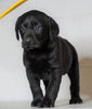 AKC Labrador Retriever For Sale Sugarcreek, OH Male - Jax