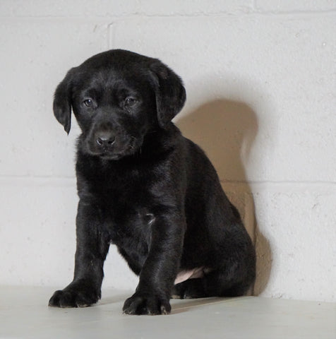 AKC Labrador Retriever For Sale Sugarcreek, OH Male - Jax