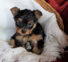 AKC Registered Yorkshire Terrier For Sale Millersburg, OH Male - Rambo