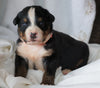 AKC Registered Bernese Mountain Dog For Sale Millersburg, OH Male- Smokey