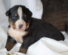 AKC Registered Bernese Mountain Dog For Sale Millersburg, OH Male- Smokey