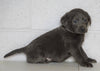 AKC Labrador Retriever -Charcoal- For Sale Sugarcreek, OH Male - Russel