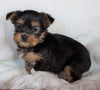 AKC Registered Yorkshire Terrier For Sale Millersburg, OH Male - Rover