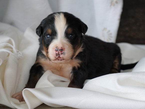 AKC Registered Bernese Mountain Dog For Sale Millersburg, OH Male- Chase