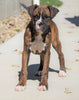 AKC Registered Boxer For Sale Baltic, OH Male - Gus