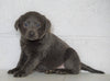 AKC Labrador Retriever -Charcoal- For Sale Sugarcreek, OH Male - Russel