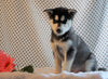 AKC  Registered Siberian Husky For Sale Fredericksburg, OH Male- Dennis