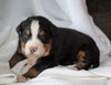 AKC Registered Bernese Mountain Dog For Sale Millersburg, OH Male- Elvis