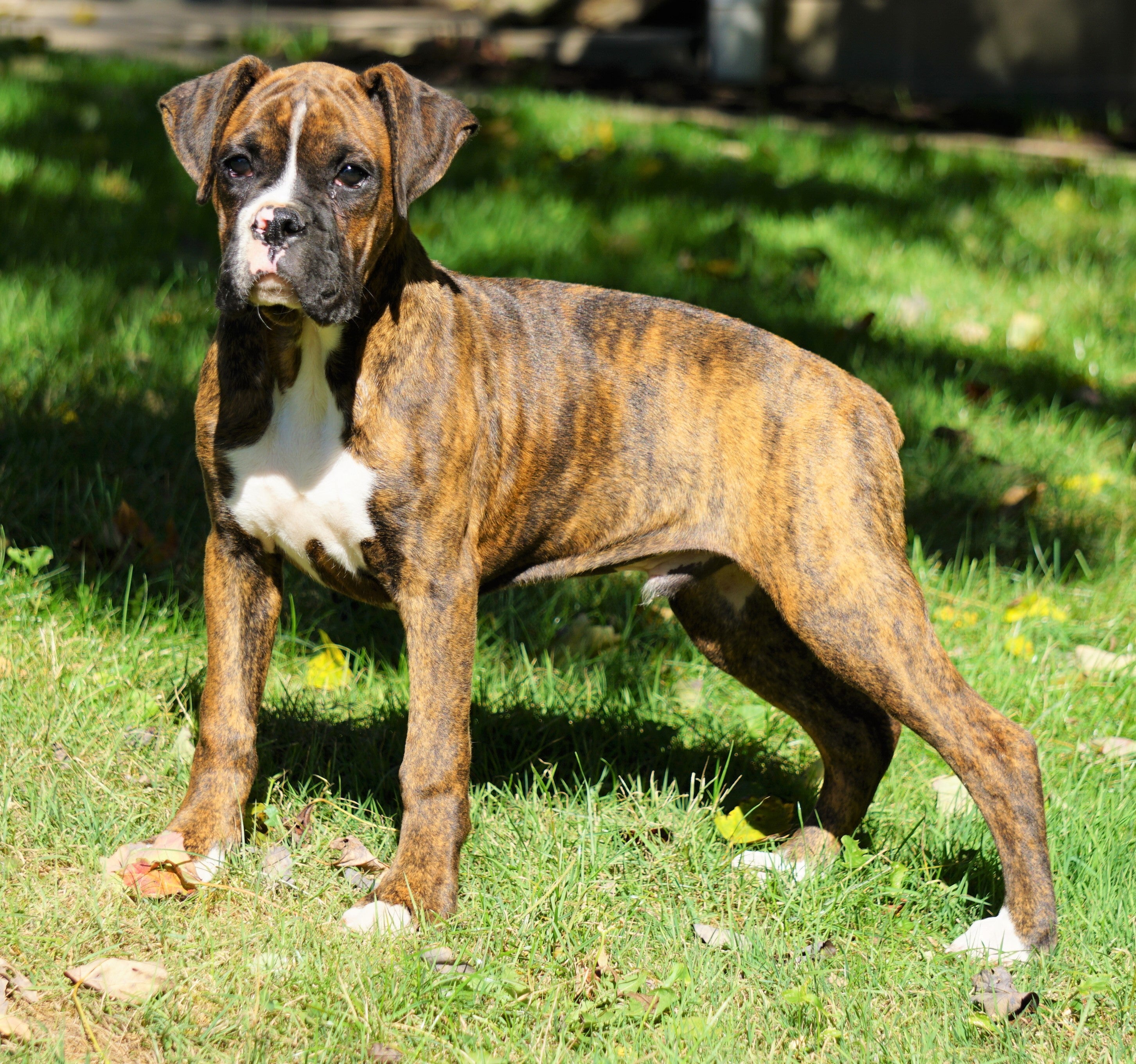AKC Registered Boxer For Sale Baltic, OH Male - Gus – AC Puppies LLC