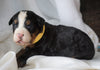 AKC Registered Bernese Mountain Dog For Sale Millersburg, OH Female- Daisy