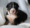 AKC Registered Bernese Mountain Dog For Sale Millersburg, OH Female- Lily