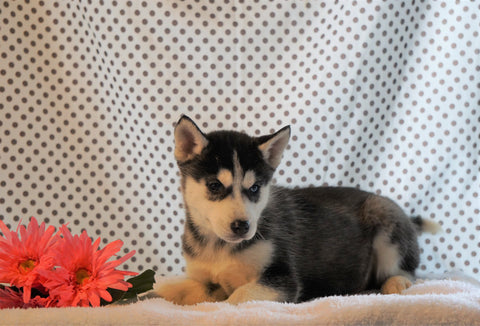 AKC Registered Siberian Husky For Sale Fredericksburg, OH Male- Darby