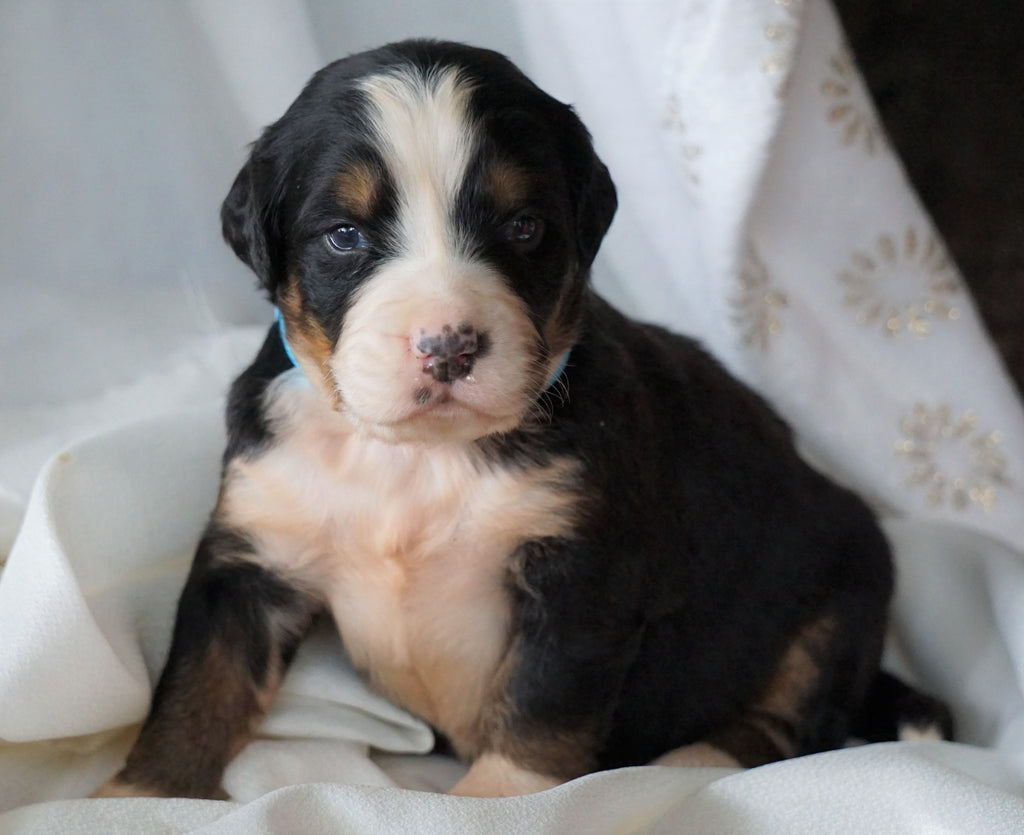 AKC Registered Bernese Mountain Dog For Sale Millersburg, OH Female- R ...