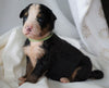 AKC Registered Bernese Mountain Dog For Sale Millersburg, OH Female- Rosie