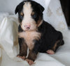 AKC Registered Bernese Mountain Dog For Sale Millersburg, OH Female- Rosie