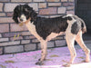 Moyen Poodle For Sale Wooster, OH Male- Oscar