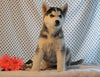 AKC Registered Siberian Husky For Sale Fredericksburg, OH Female- Darcy