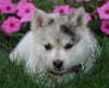 Pomsky For Sale Loudenville OH Female- Hailey