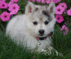Pomsky For Sale Loudenville OH Female- Hailey
