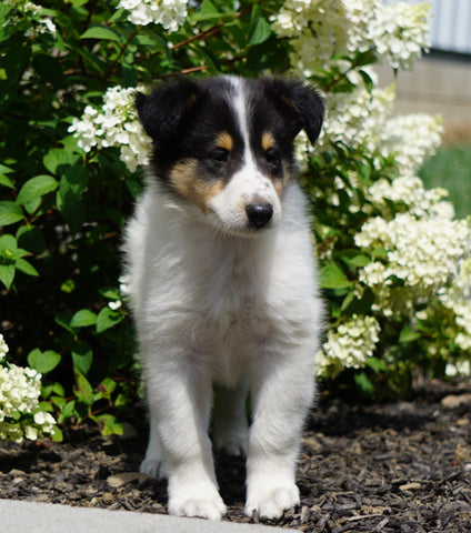 Lassie Collie For Sale Fredericksburg, OH Male- Denny