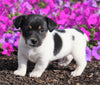 Jack Russell Terrier For Sale Holmesville, OH Male- Cody